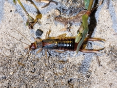 Labidura riparia