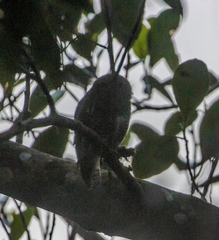 Glaucidium radiatum
