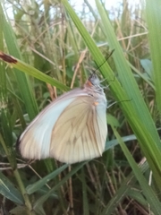 Ascia monuste monuste