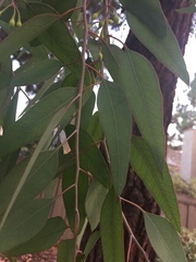 Eucalyptus sideroxylon