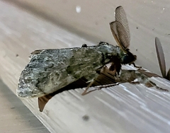 Dasychira vagans