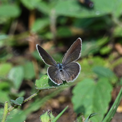 Hemiargus ceraunus astenidas