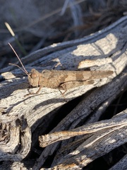 Trimerotropis fontana