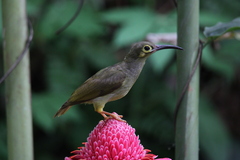 Arachnothera flavigaster