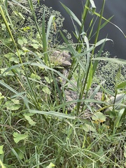 Cyperus erythrorhizos