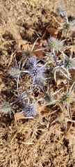 Eryngium