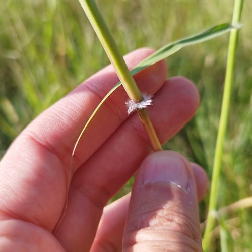 Bothriochloa barbinodis
