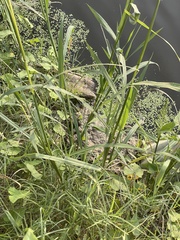 Cyperus erythrorhizos