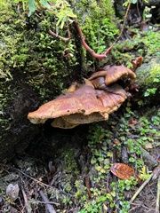 Tapinella panuoides