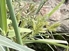 Cyperus erythrorhizos