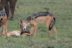 Lupulella mesomelas schmidti