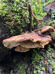 Tapinella panuoides