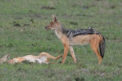 Lupulella mesomelas schmidti