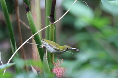 Arachnothera modesta