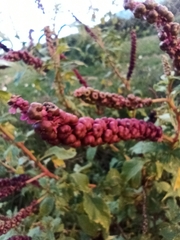 Phytolacca icosandra