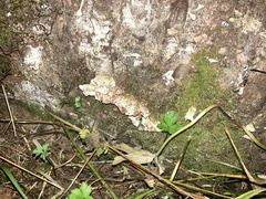 Trichaptum abietinum