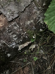 Trichaptum abietinum