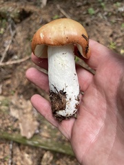 Russula fragrantissima