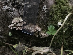 Trichaptum abietinum