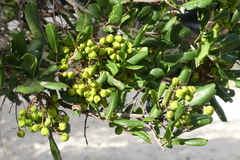 Cupaniopsis anacardioides