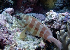 Epinephelus fasciatus