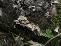 Trichaptum abietinum