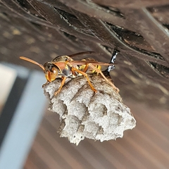 Polistes humilis
