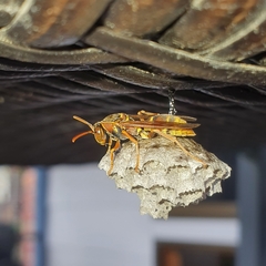 Polistes humilis