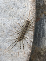 Allothereua maculata