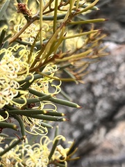 Hakea preissii
