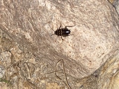 Neostylopyga rhombifolia
