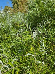 Salix caroliniana