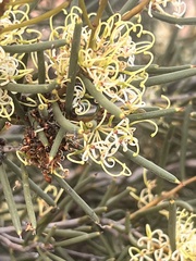 Hakea preissii