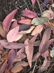 Eucalyptus sideroxylon