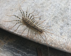 Allothereua maculata