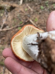 Russula fragrantissima