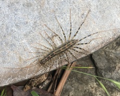 Allothereua maculata
