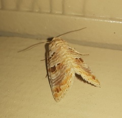 Diastema tigris