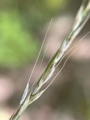 Muhlenbergia tenuiflora