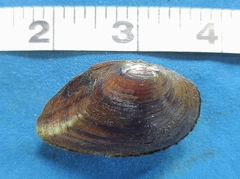 Pleurobema pyriforme