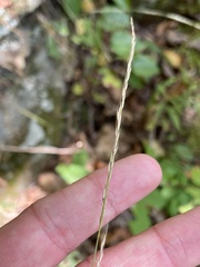 Muhlenbergia tenuiflora