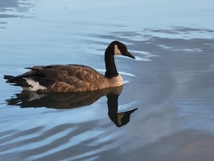 Branta canadensis