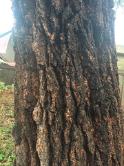 Eucalyptus sideroxylon