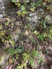 Muhlenbergia tenuiflora