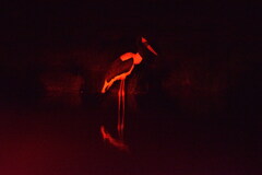 Ephippiorhynchus senegalensis