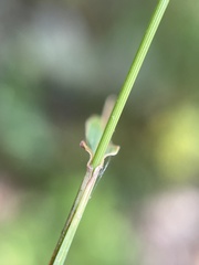 Muhlenbergia tenuiflora