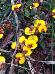 Bossiaea prostrata