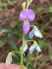 Desmodium uncinatum