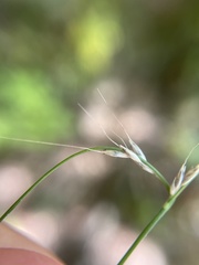 Muhlenbergia tenuiflora