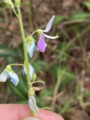 Desmodium uncinatum